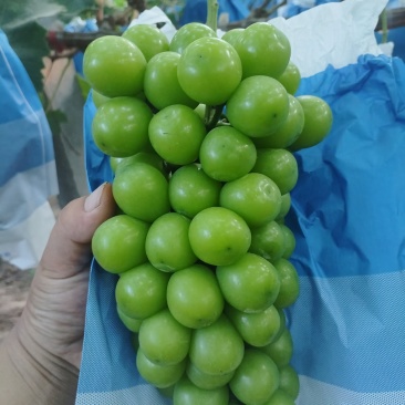 阳光玫瑰，精品果，渠道货，高次果，欢迎来电洽谈