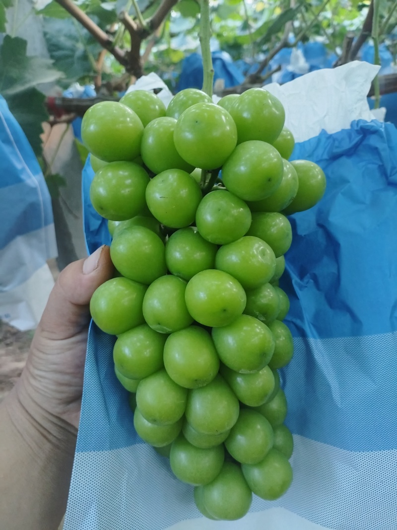 阳光玫瑰，精品果，渠道货，高次果，欢迎来电洽谈