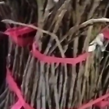 金蝉卵枝