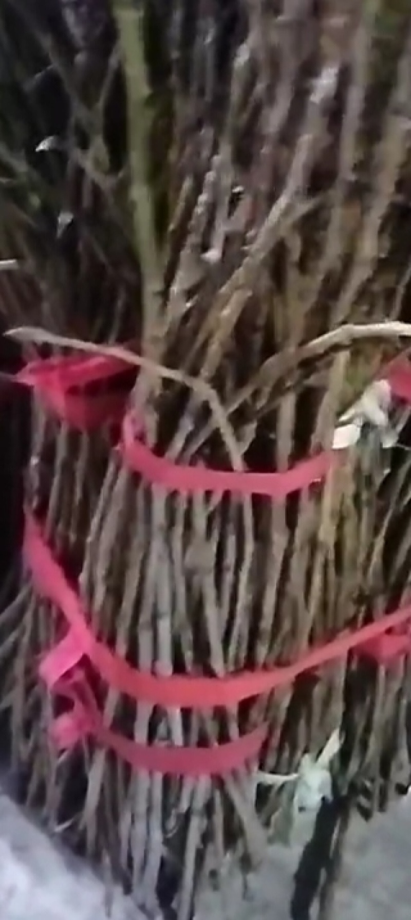 金蝉卵枝