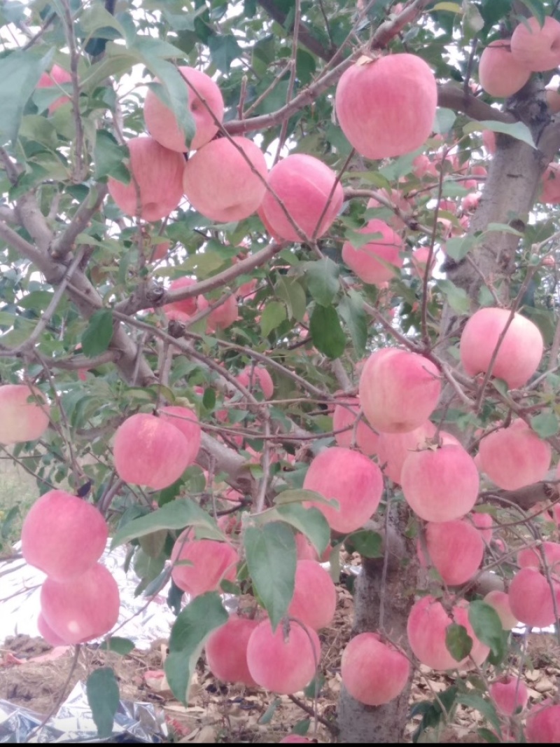 各种苹果鲜果