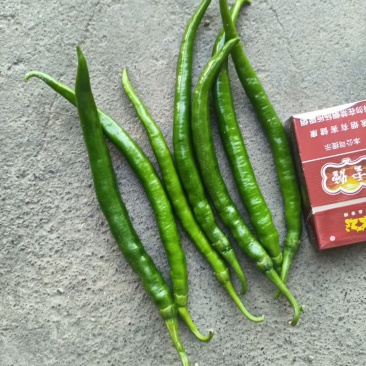 青辣椒二荆条。现釆