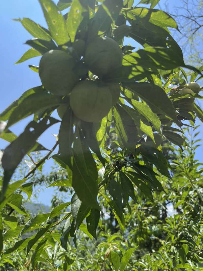 汉源青翠李