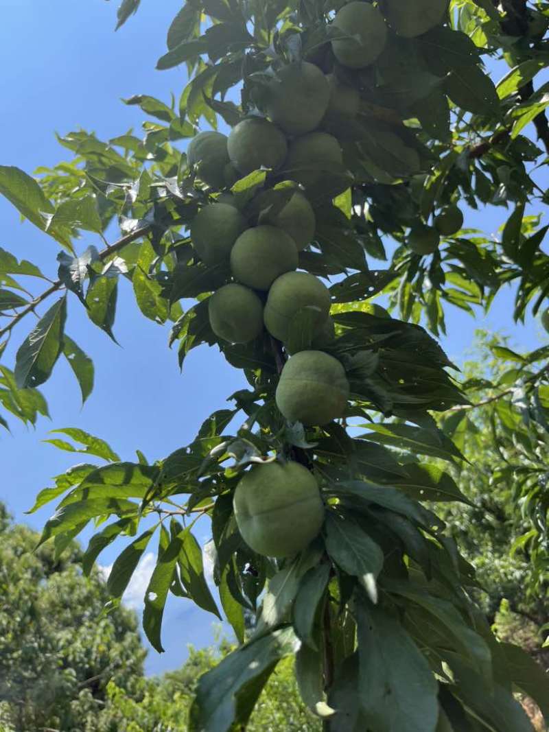 汉源青翠李