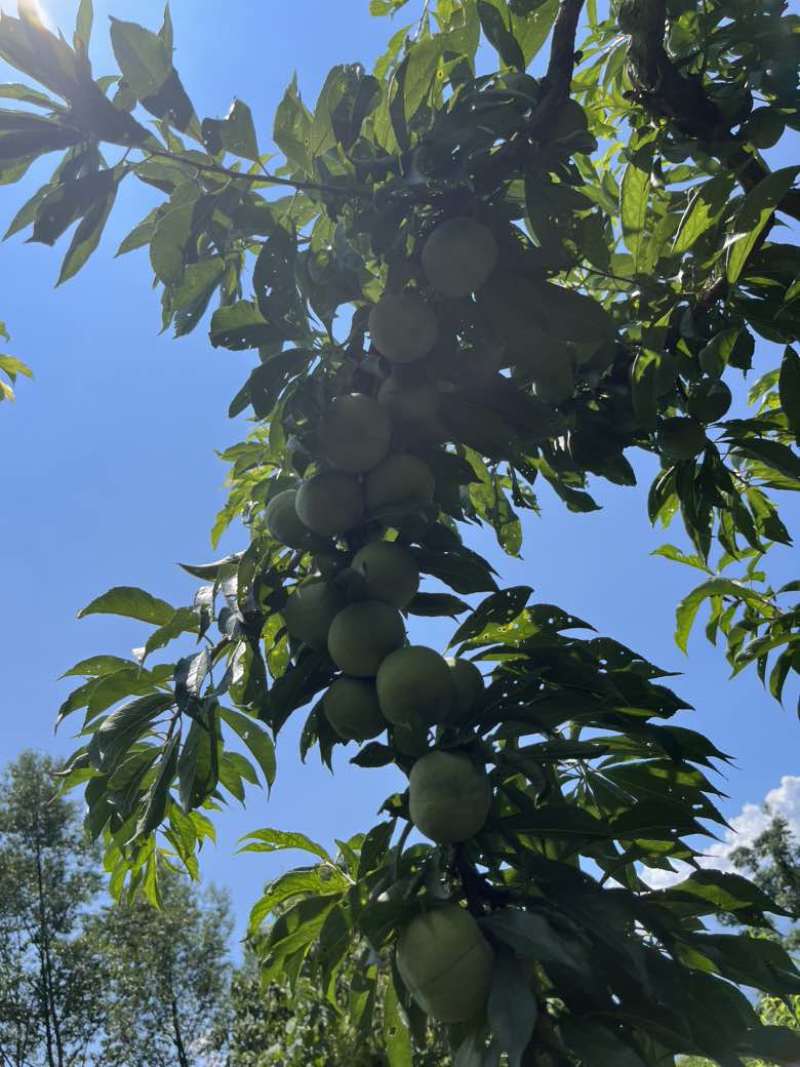 汉源青翠李