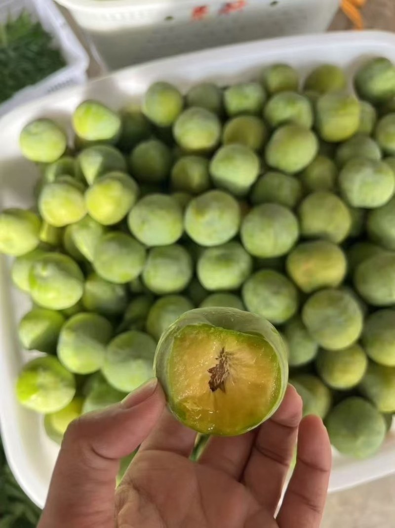 汉源青翠李