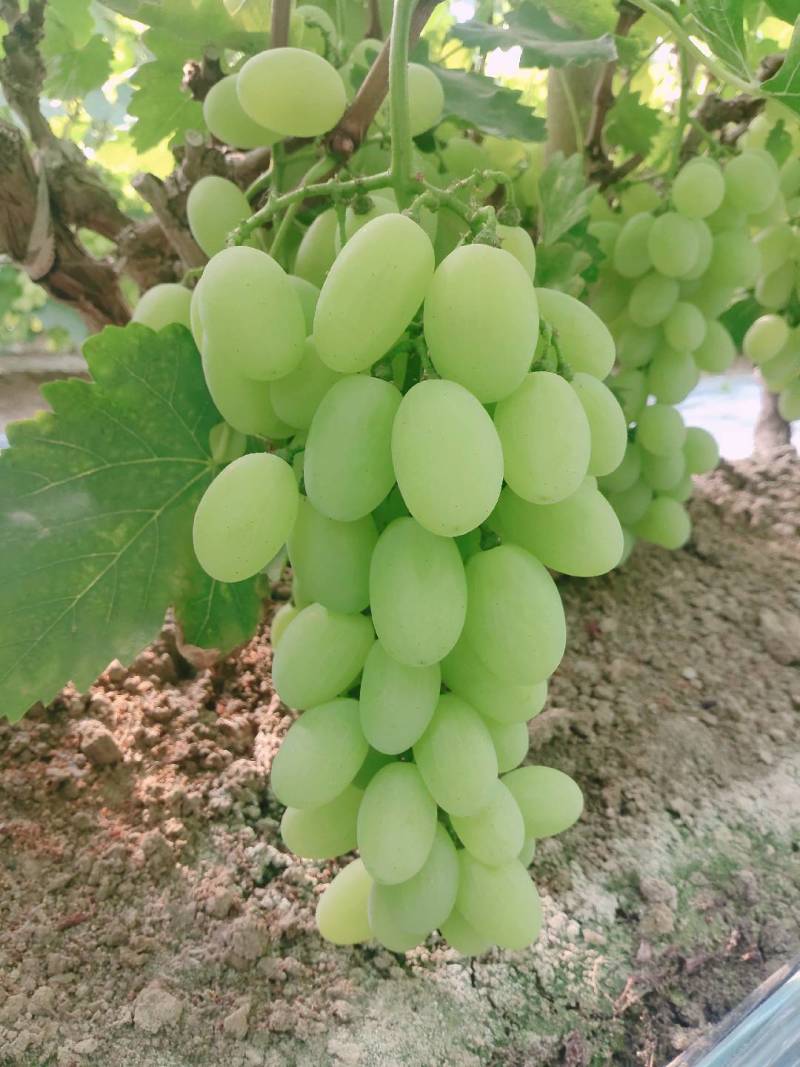 饶阳县冷棚维多利亚紫甜无核A17