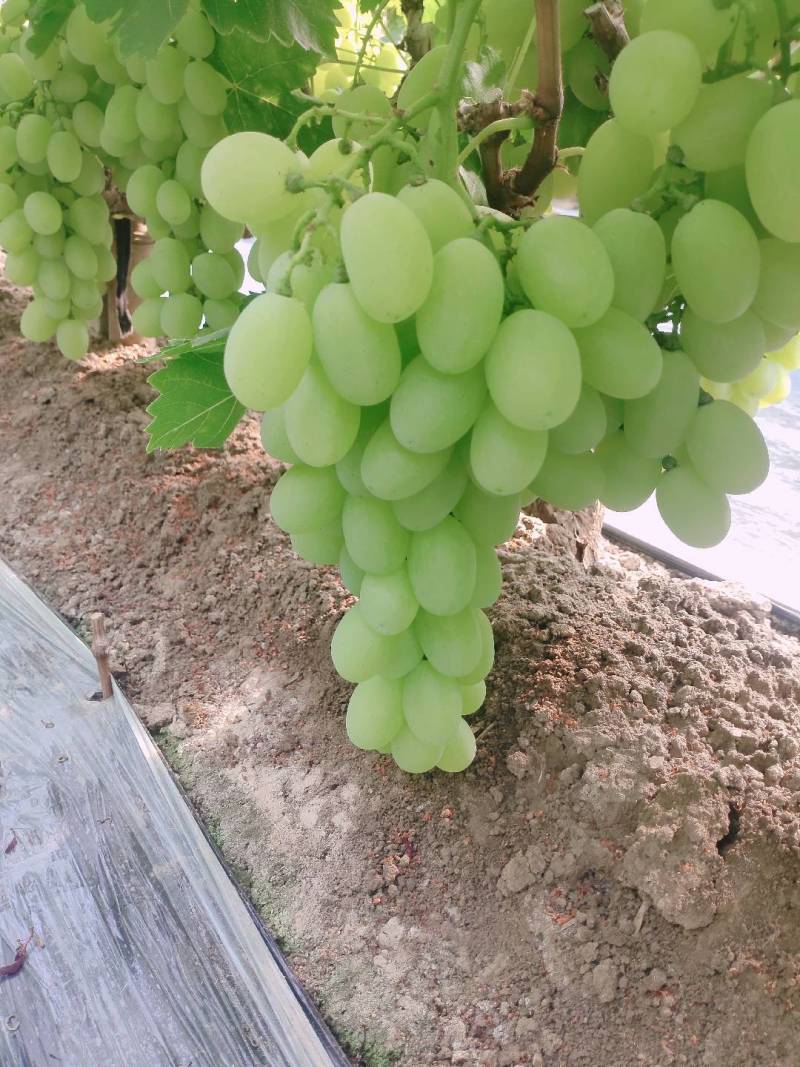 饶阳县冷棚维多利亚紫甜无核A17
