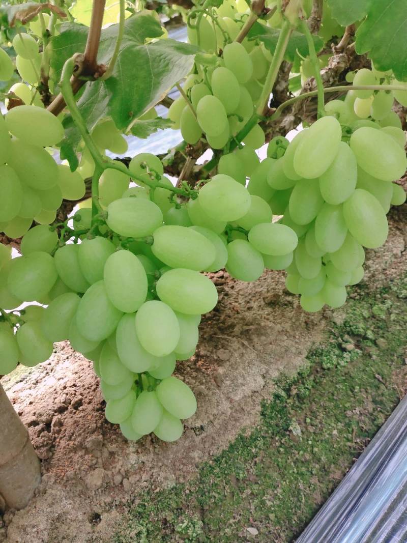 饶阳县冷棚维多利亚紫甜无核A17