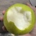 砀山精品青皮皇冠梨