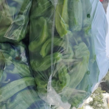 大量苏椒出售需要的老板联系