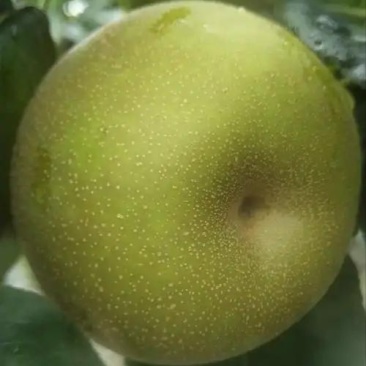 浙江嘉兴翠冠梨