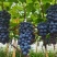山西夏黑葡萄🍇
