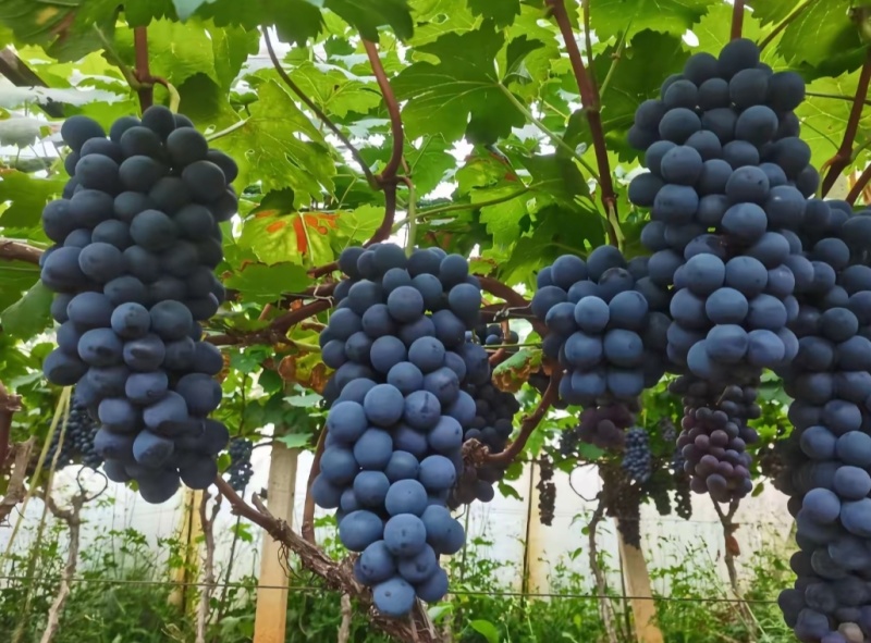 山西夏黑葡萄🍇