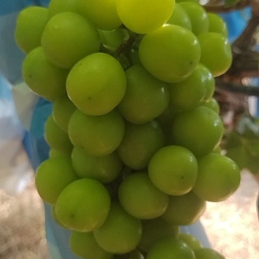 湖北荆州阳光玫瑰