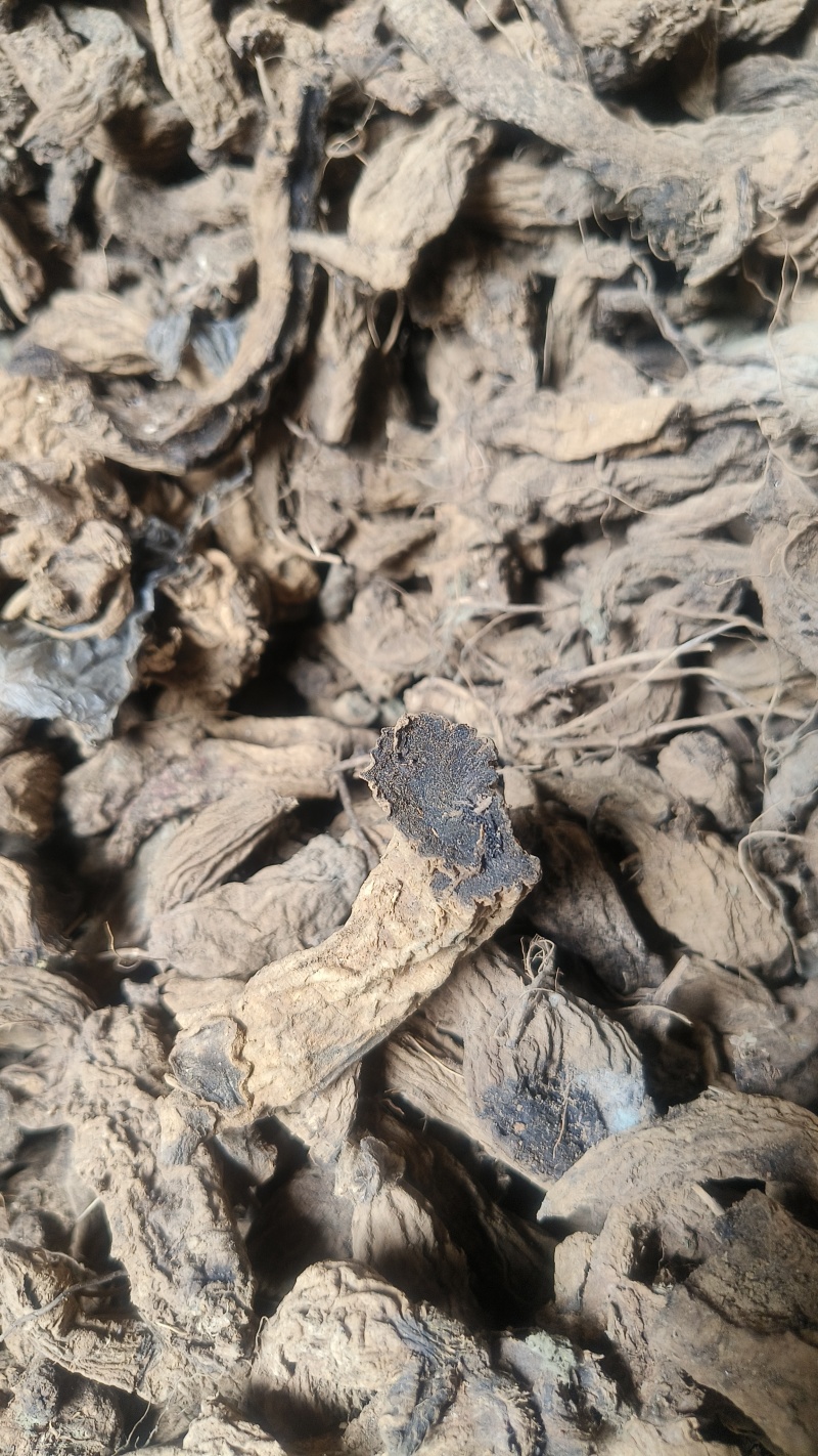 玄参黒参元参，统货，晒干。云南