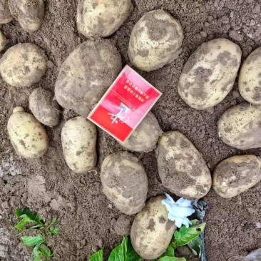 靖边土豆🥔