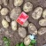 靖边土豆🥔