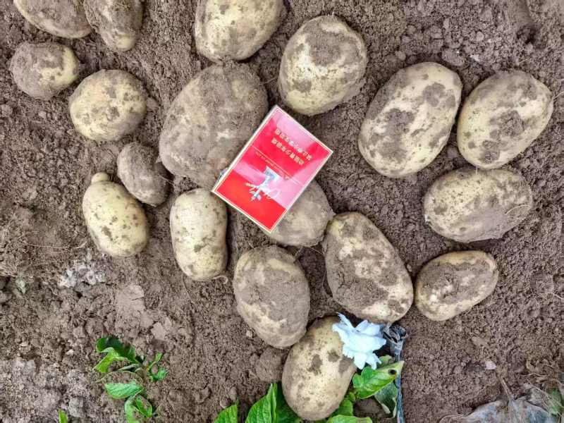 靖边土豆🥔