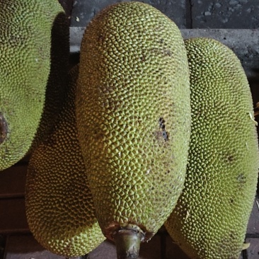 菠萝蜜