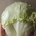 球生菜