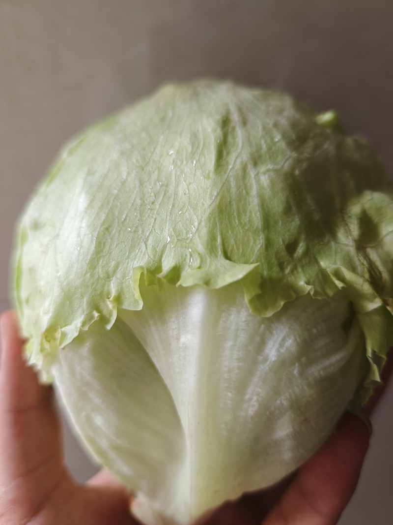 球生菜