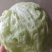 球生菜