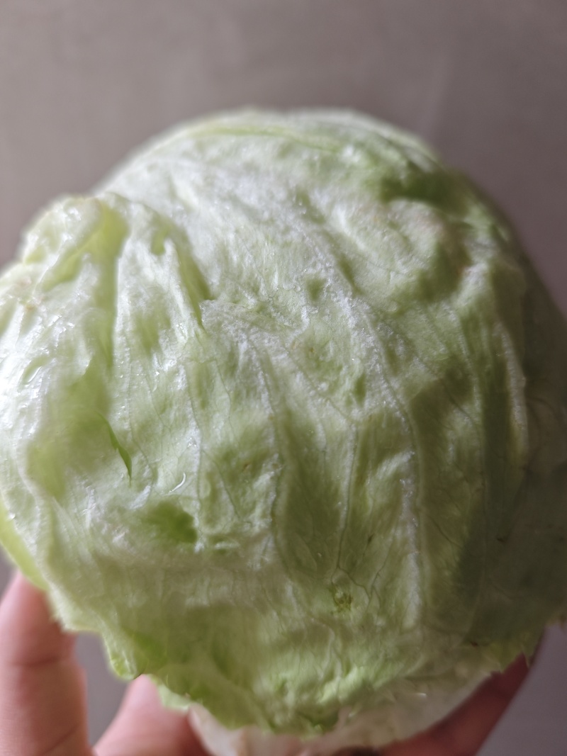 球生菜