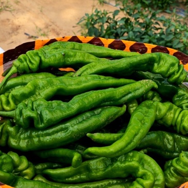 牛椒，螺丝椒，园椒，红尖椒