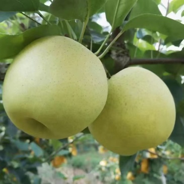 黄金梨