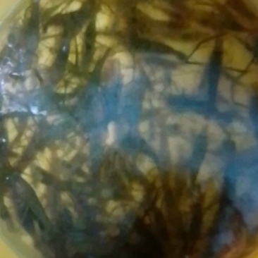 河虾
