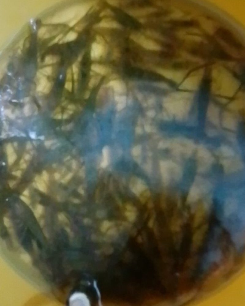 河虾