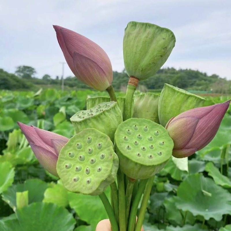 莲蓬