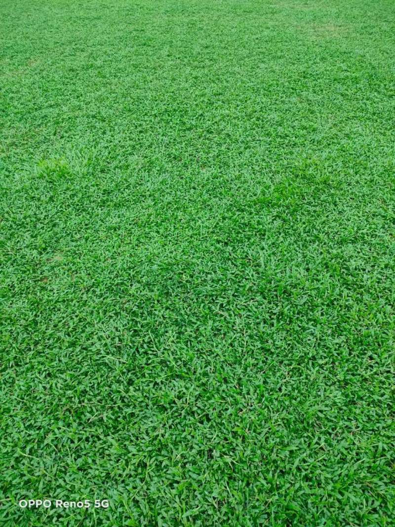 长期供应大叶油，马尼拉，台湾草，兰引三，夏威夷等等