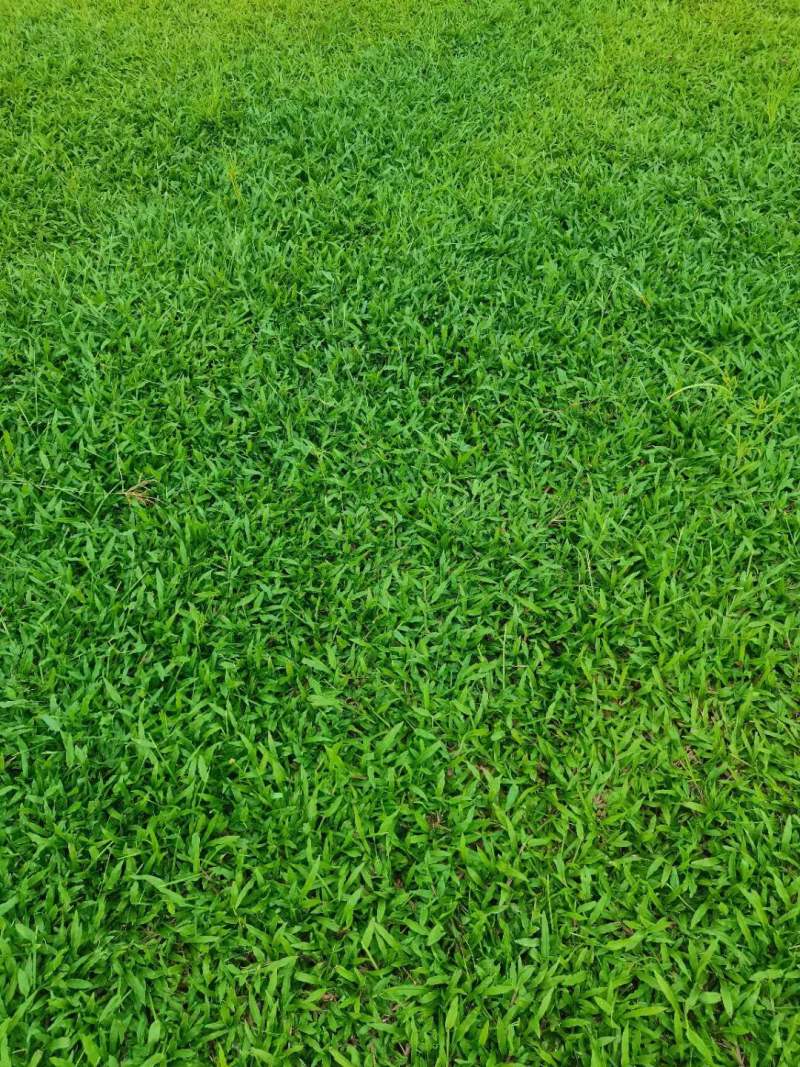 长期供应大叶油，马尼拉，台湾草，兰引三，夏威夷等等