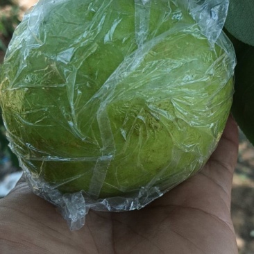 酥脆一号