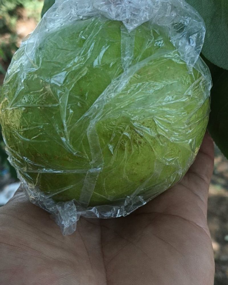 酥脆一号