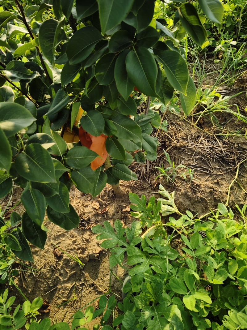 湖北省宜昌市枝江市百里洲镇白马寺村砂梨！翠冠梨！黄花梨！