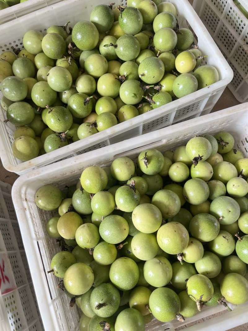 钦蜜九号纯甜百香果