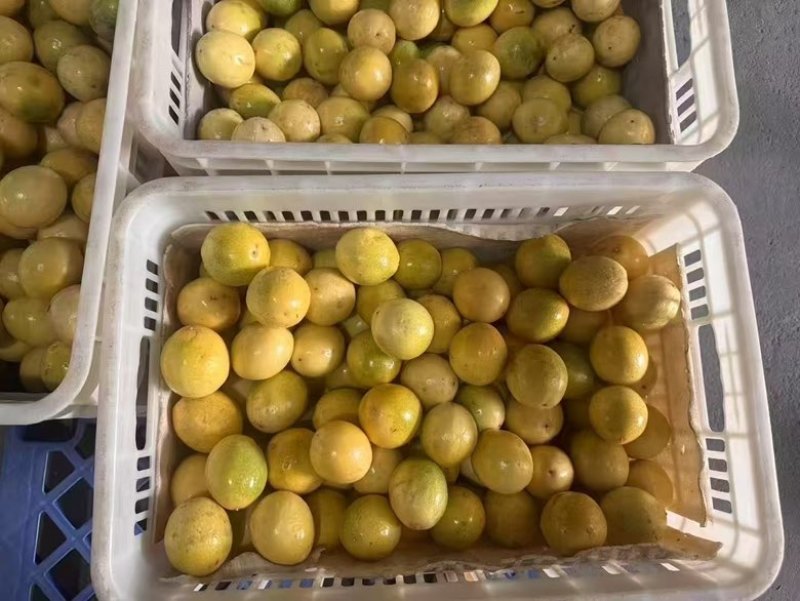 钦蜜九号纯甜百香果