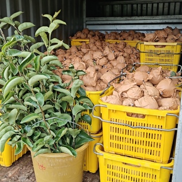 桂林桂花梨