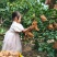 桂林桂花梨