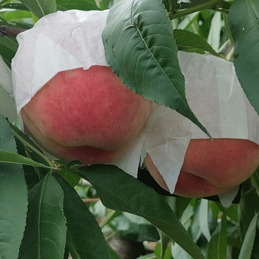 水蜜桃