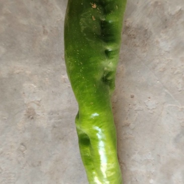 龙椒