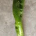 龙椒