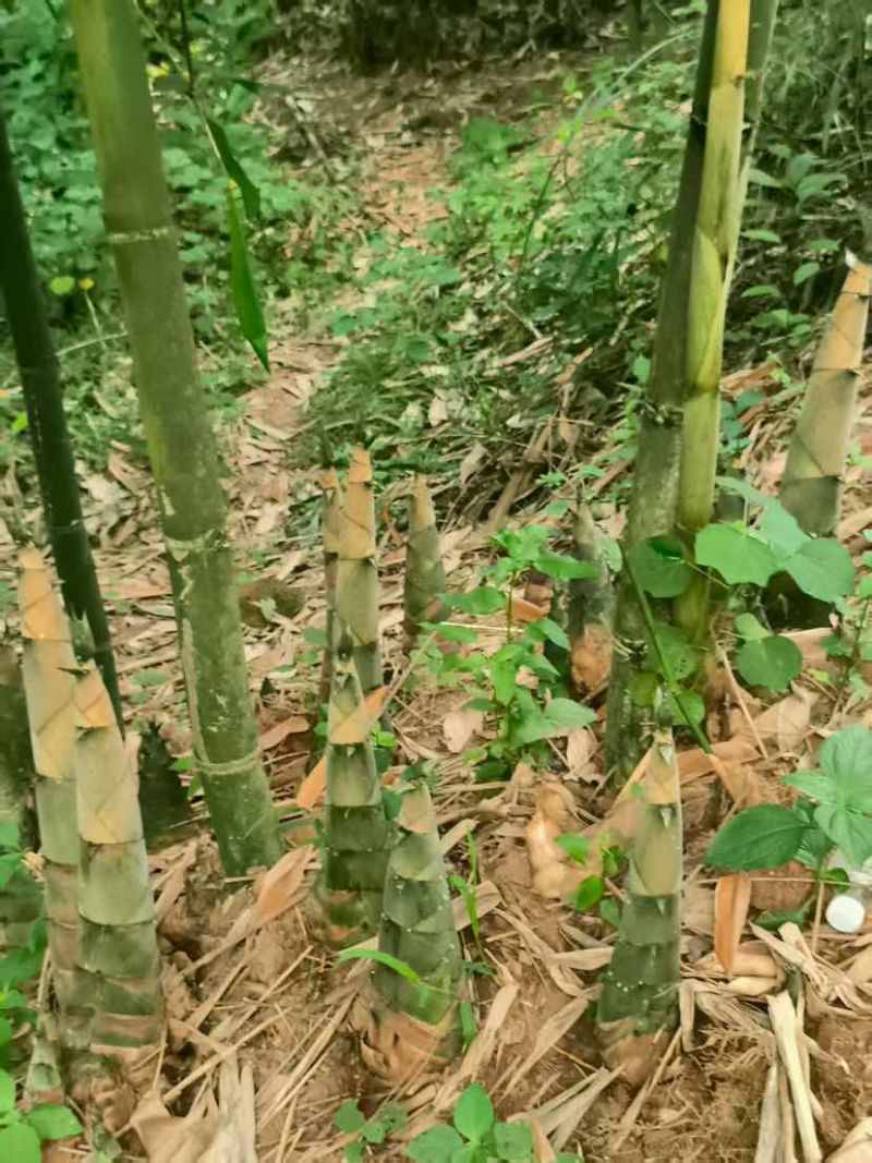 大量甜竹笋