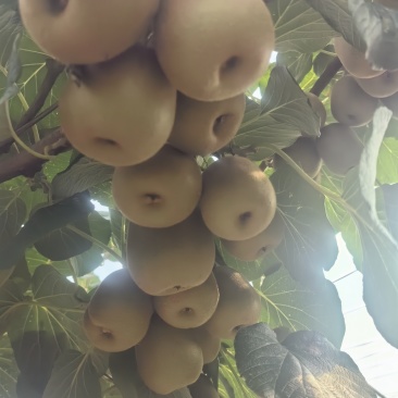 红阳弥猴桃