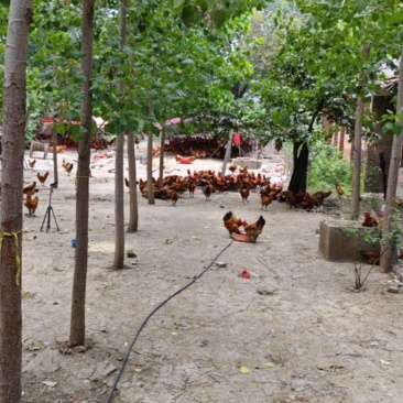 淮南草鸡纯粮食喂养的跑地鸡