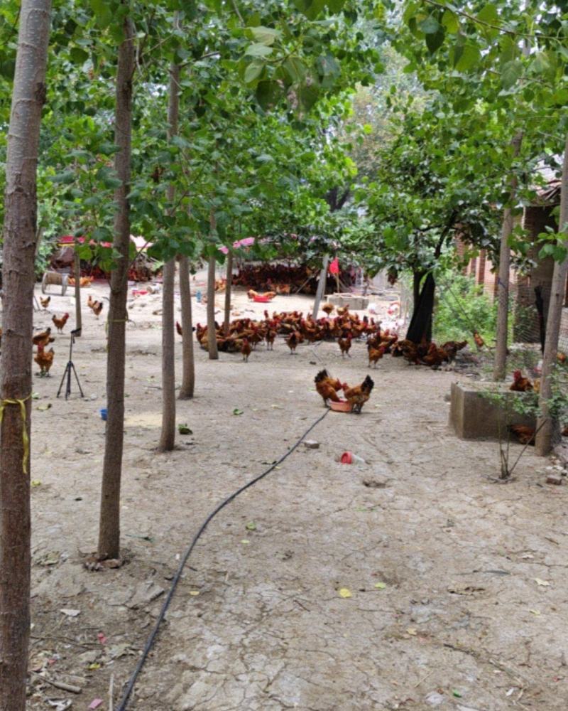 淮南草鸡纯粮食喂养的跑地鸡