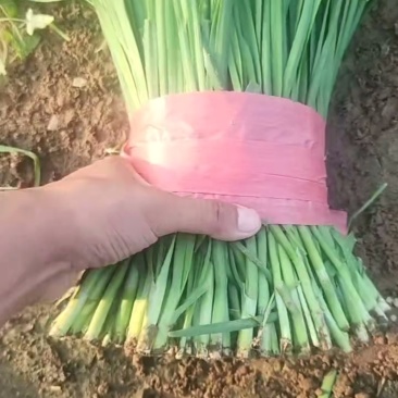 韭菜